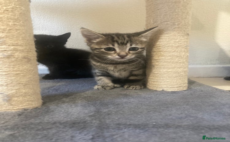 Mixed Breed cats - Advert 8