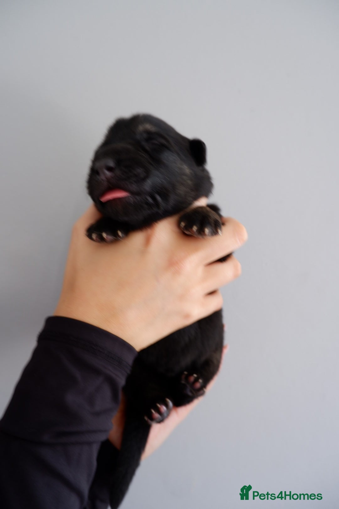 German Shepherd dogs for sale: 7 CHUNKY GERMAN SHEPHERD PUPPIES KC REGISTERED - Image 20