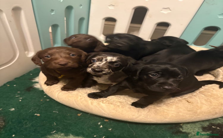 Labradoodle dogs - Advert 12