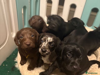 Labradoodle dogs - Advert 8