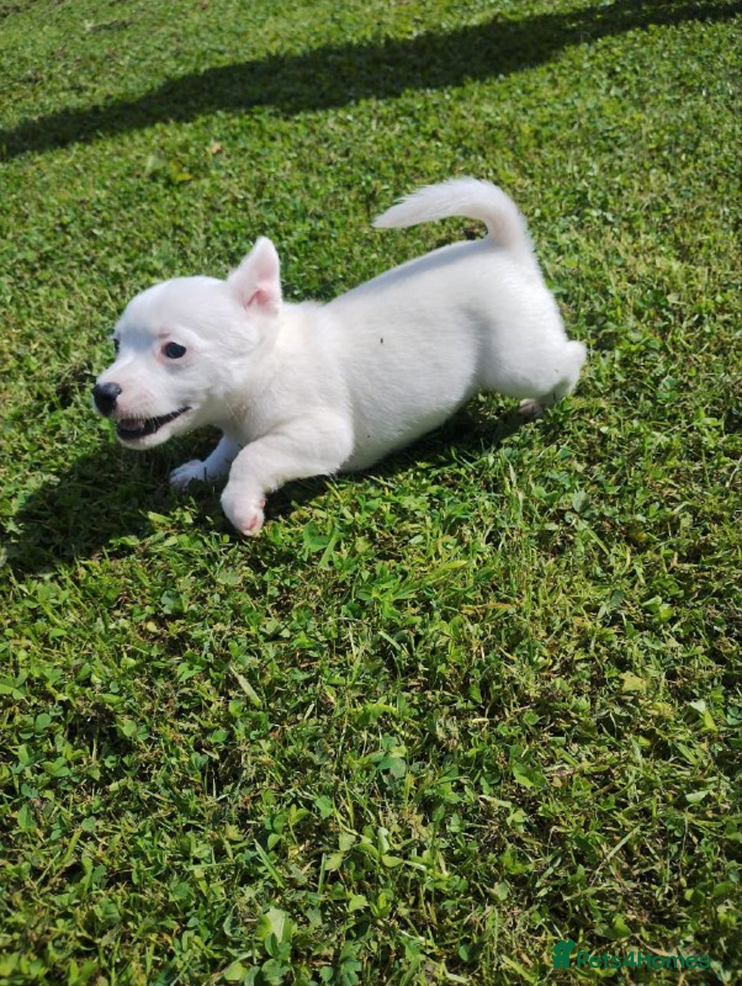 Jack Russell dogs for sale: Beautiful Jack Russel Puppies - Advert 7