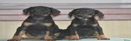 Dobermann dogs for sale: Unique hybrid dobermann pups - Advert 10
