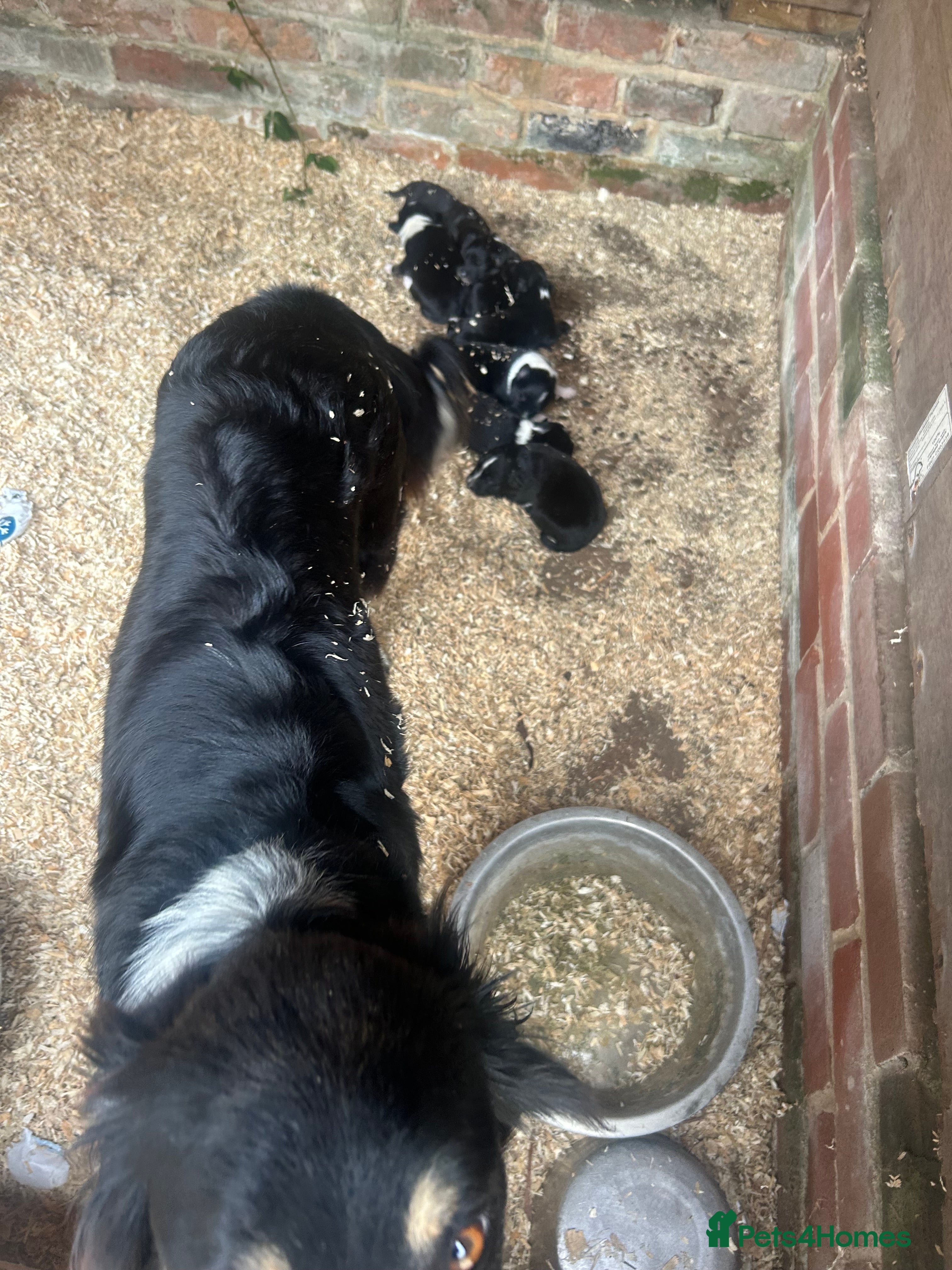 Border Collie dogs Border Collie Puppies - Advert 1