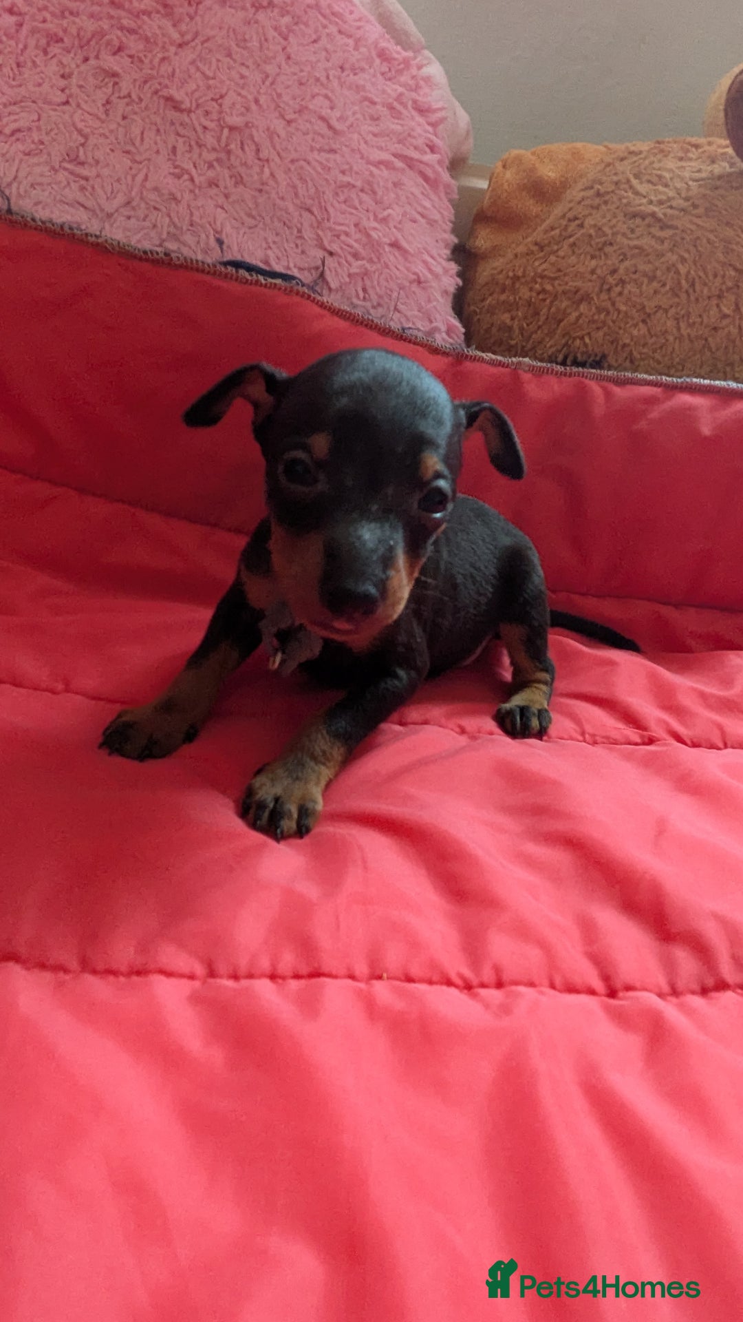 English Toy Terrier dogs for sale: Quality English toy terrier Male  puppy - Image 4