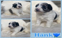 Mixed Breed dogs for sale: Beautiful Mega Coat Parti Merle Schnoodles - Image 5