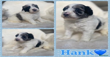 Mixed Breed dogs - Advert 7