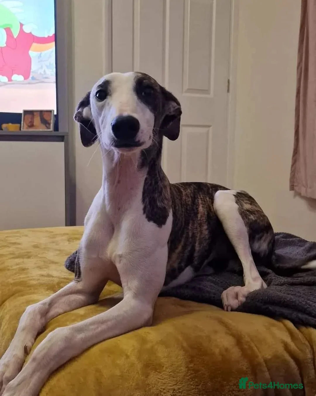 Mixed Breed dogs for sale: Greyhound Cross - Advert 2