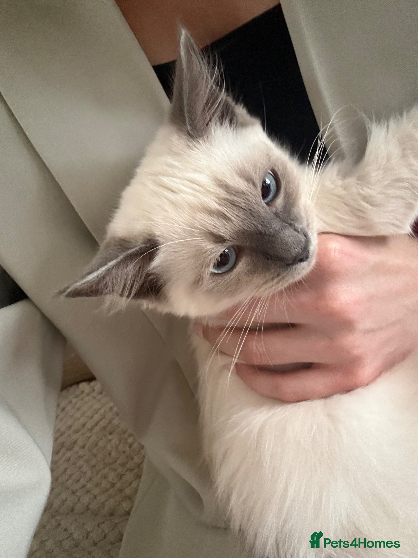 Ragdoll cats Family Raised Ragdoll Kittens - Advert 1