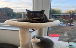 British Shorthair cats for sale: Rare Coloured British Shorthair kittens - Image 33