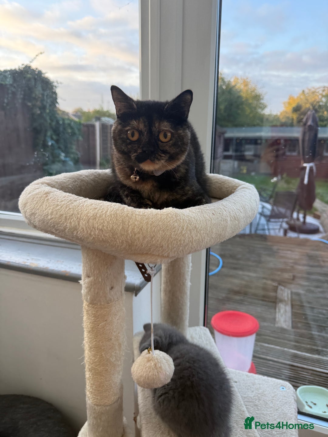 British Shorthair cats for sale: Rare Coloured British Shorthair kittens - Image 33