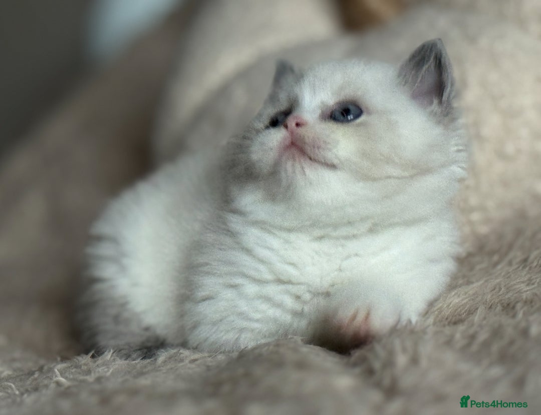 British Shorthair cats for sale: Lilac tortie bi colour point F ( ready 20 .12) - Image 5