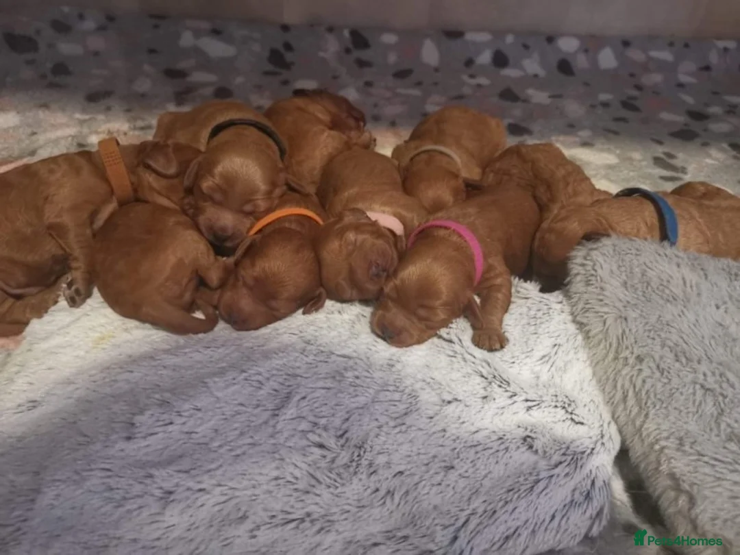 Poodle dogs for stud: Red Mini Poodle PRA Clear & Other DNA Clear in Mansfield - Advert 5