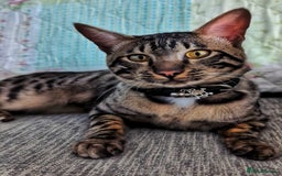 Savannah cats for sale: Savannah Cat Kitten Male - Image 2