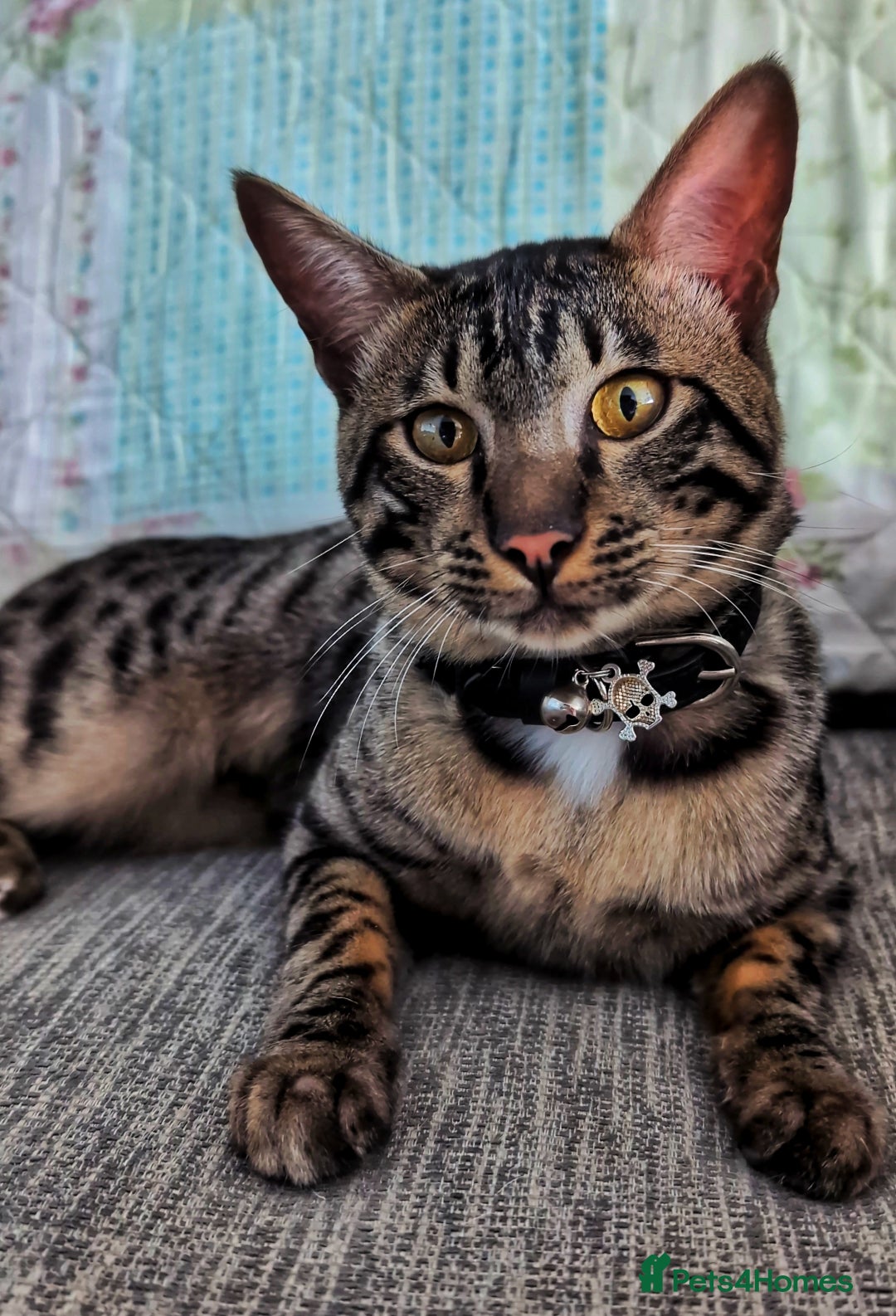 Savannah cats for sale: Savannah Cat Kitten Male - Image 2