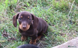 Miniature Dachshund dogs for sale: Stunning Miniature dachshunds ready now  - Image 11