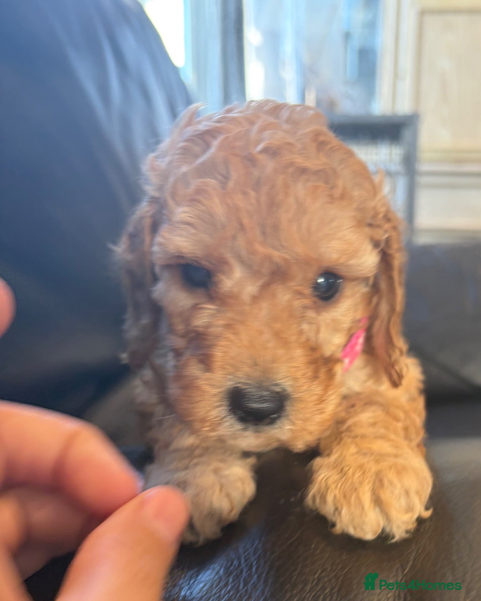 Cockapoo dogs girl very curly F1b  cockapoo fully health tested  - Advert 15