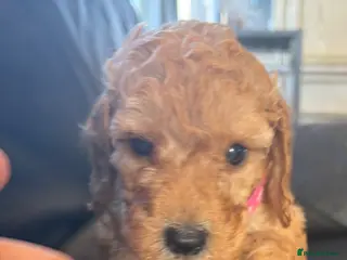 Cockapoo dogs girl very curly F1b cockapoo fully health tested - Advert 1