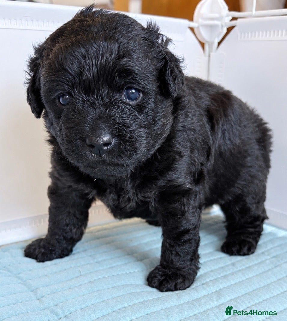 Jackapoo dogs 🐾 Beautiful F1B Jackapoo Boy – Home Reared - Advert 13
