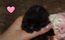 Mini Lop rabbits for sale: 🐇🌿Mini Lops kits🌿🐇 - Image 4