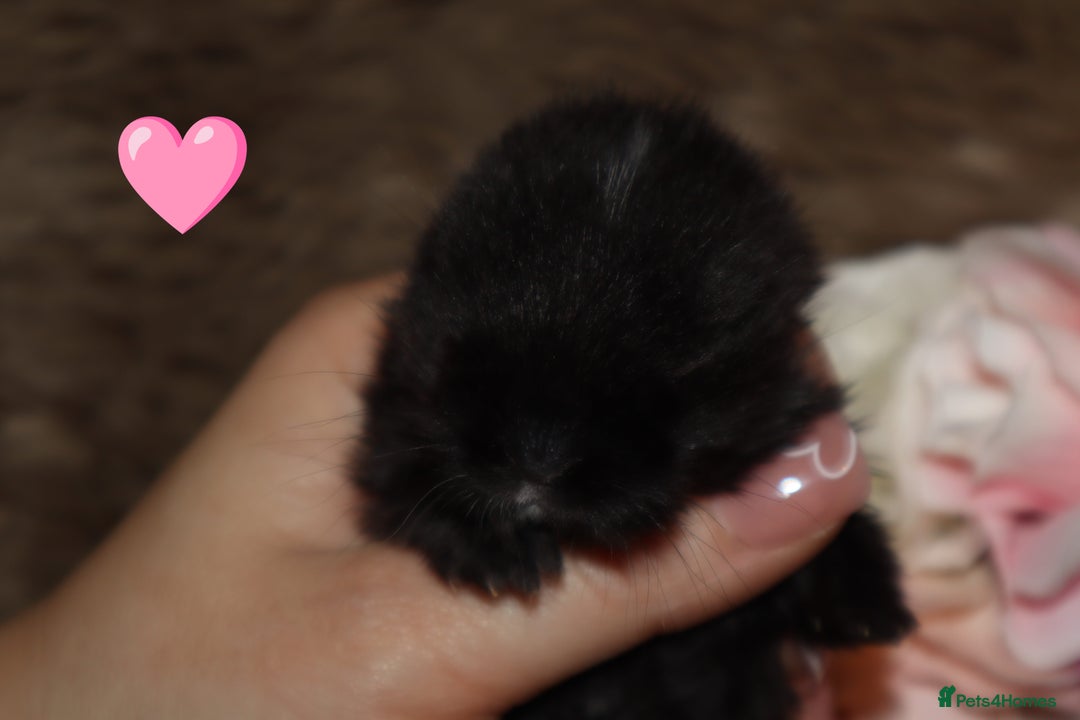 Mini Lop rabbits for sale: 🐇🌿Mini Lops kits🌿🐇 - Image 4