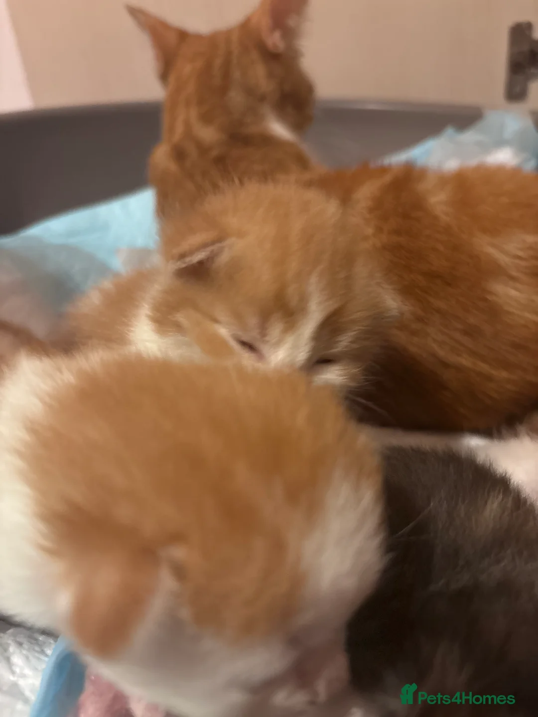 Domestic Shorthair cats for sale: UPDATE 2nd February 1 ginger and white boy left - Advert 5