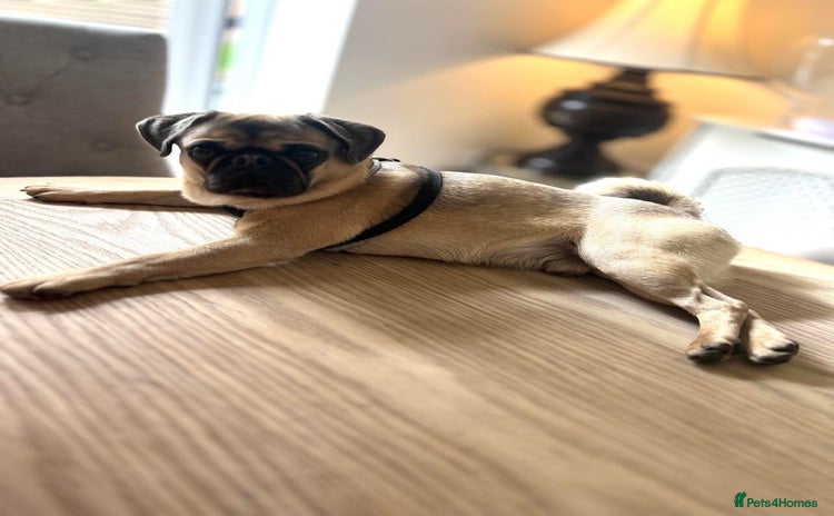 Pug dogs - Advert 1