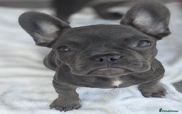 French Bulldog dogs for sale: #Reduced# True miniature French Bulldog - Image 2
