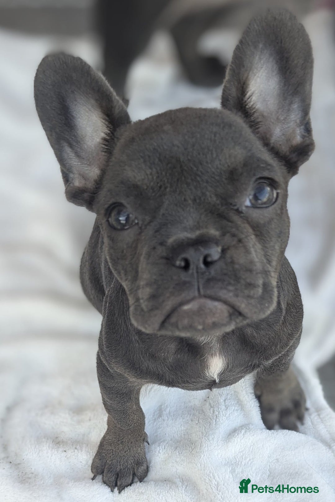 French Bulldog dogs for sale: #Reduced# True miniature French Bulldog - Image 2