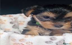 Yorkshire Terrier dogs for sale: Yorkshire Terrier one little boy - Image 6