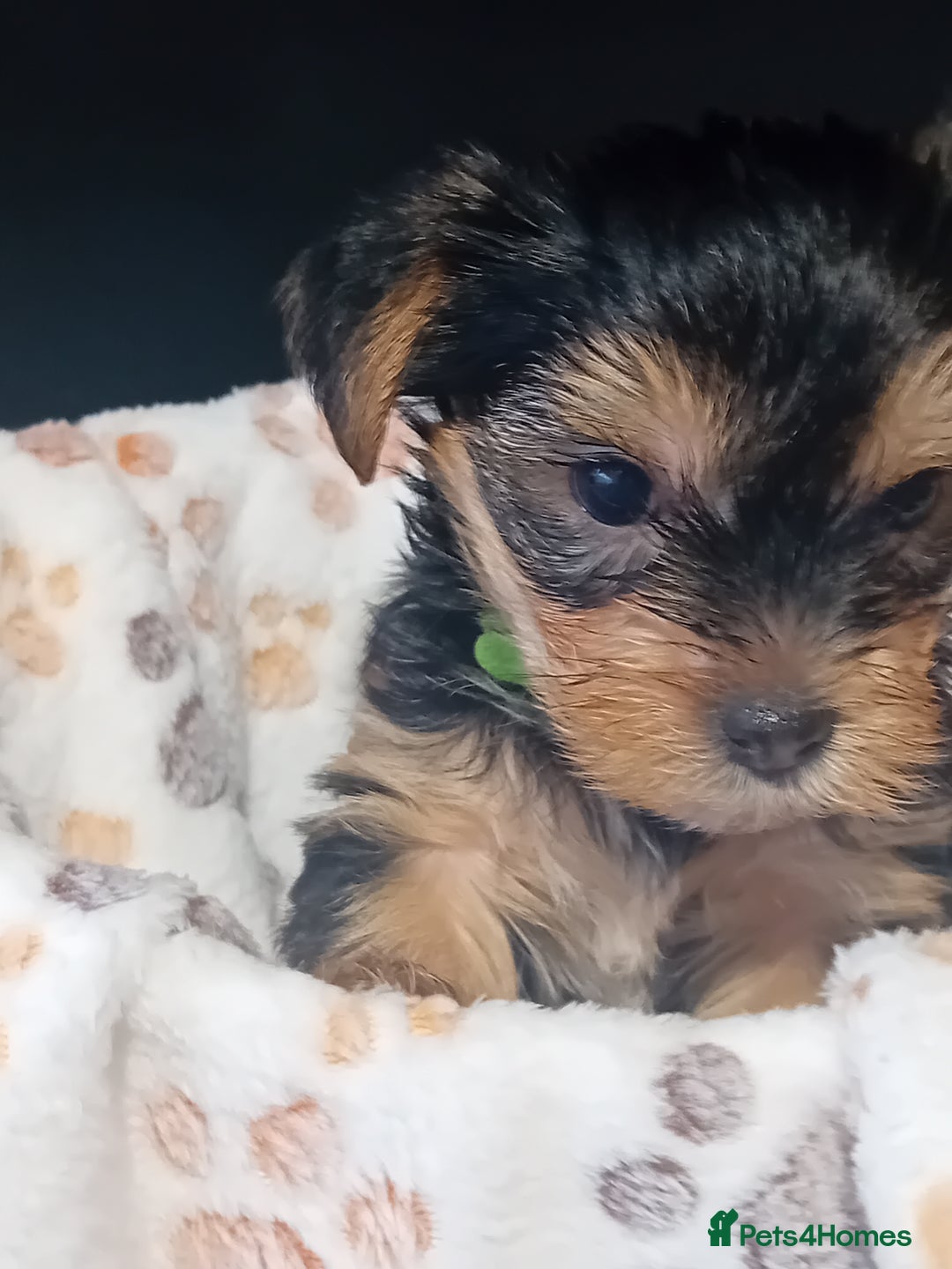 Yorkshire Terrier dogs for sale: Yorkshire Terrier one little boy - Image 6