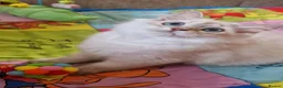 British Shorthair cats for sale: 💖READY TO GO!💖GOLDEN &SILVER POINT BSH KITTENS💖 - Advert 2