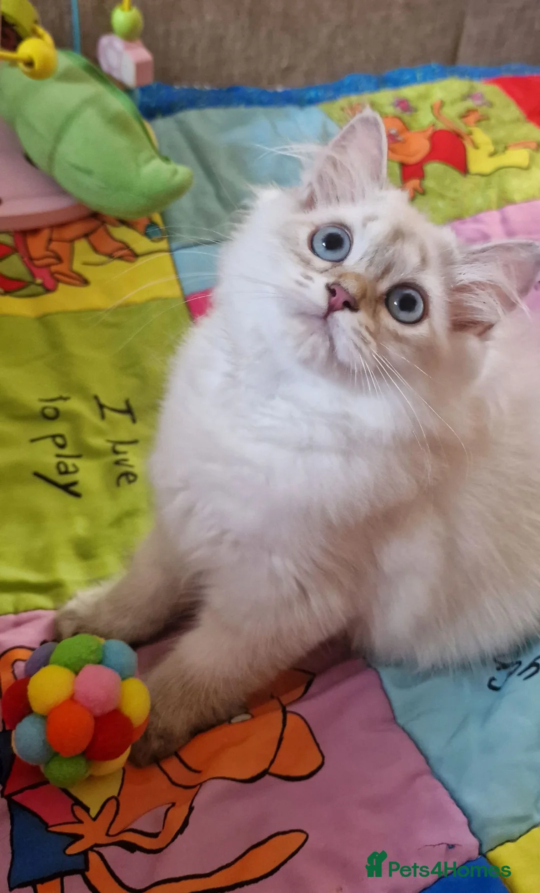 British Shorthair cats for sale: 💖READY TO GO!💖GOLDEN &SILVER POINT BSH KITTENS💖 - Advert 2