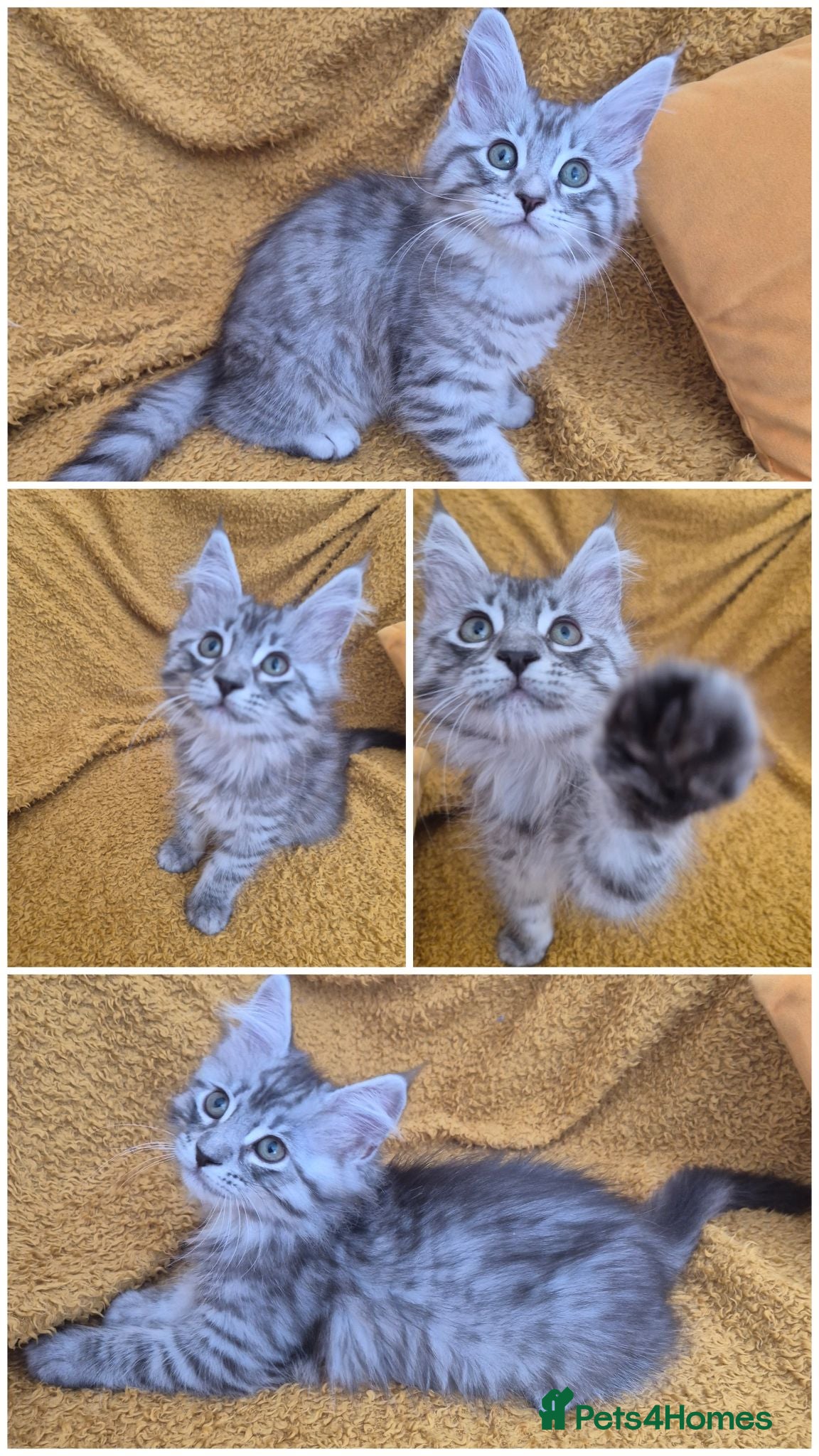 Maine Coon cats 1 girl 1 boy left due to timewaister - Advert 6