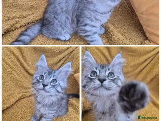 Maine Coon cats 1 girl 1 boy left due to timewaister - Advert 2