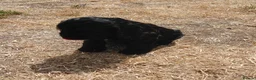 Mixed Breed dogs for sale: Beautiful Black Cockalier-a-Poo Puppies  - Advert 7