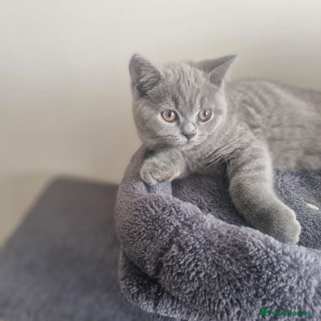 British Shorthair cats for sale: Beautiful BSH (2 Males & 2 Females, Blue & Lilac) - Image 26