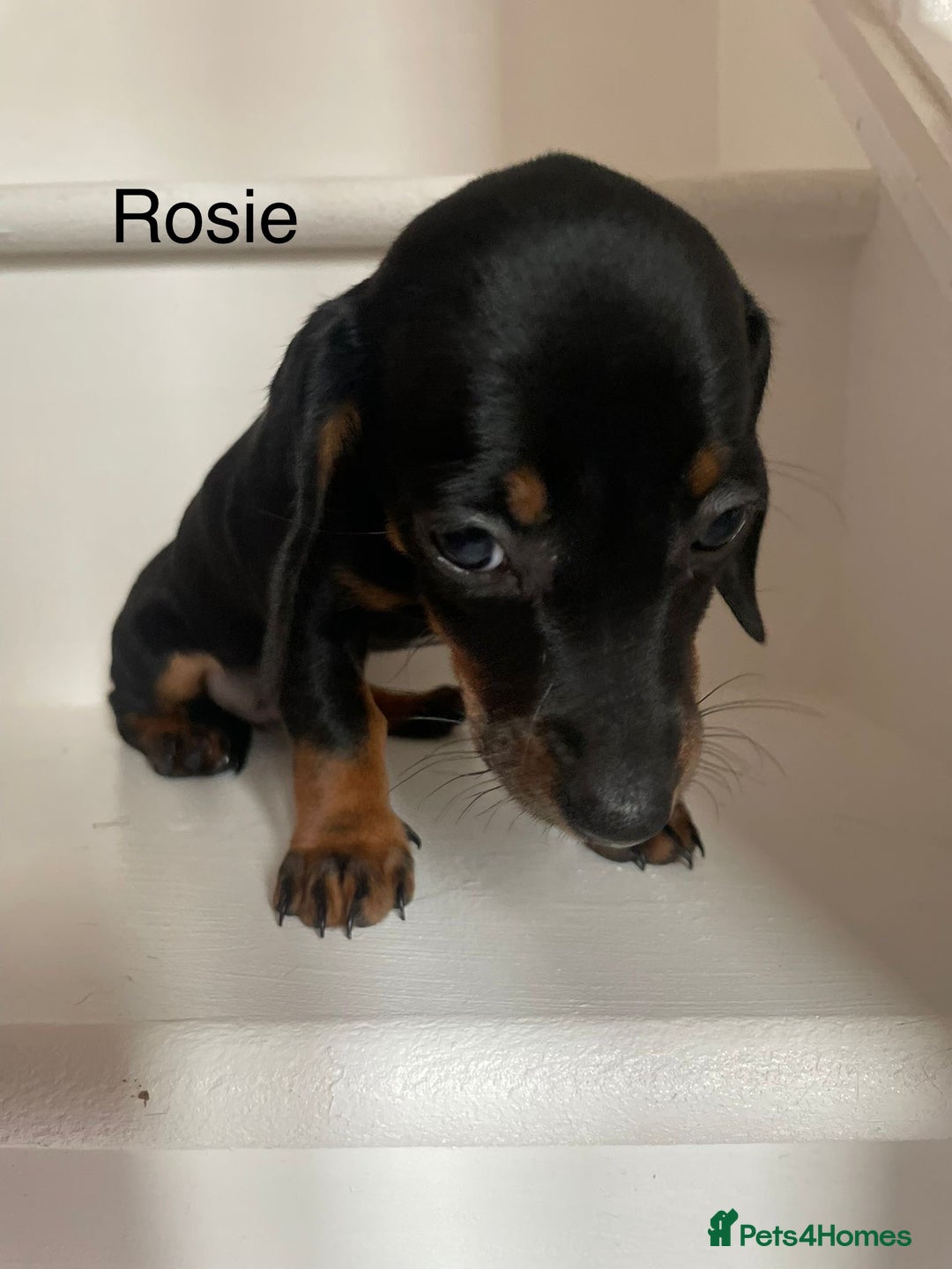 Dachshund dogs for sale: **Last 2 puppies ready to go **  - Image 12