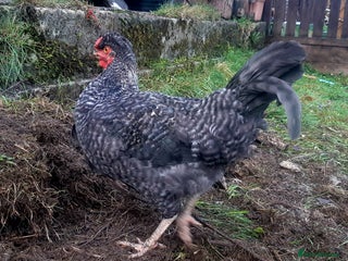 Chickens poultry Cockerals for free - Advert 19