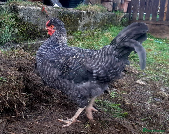 Chickens poultry - Advert 9