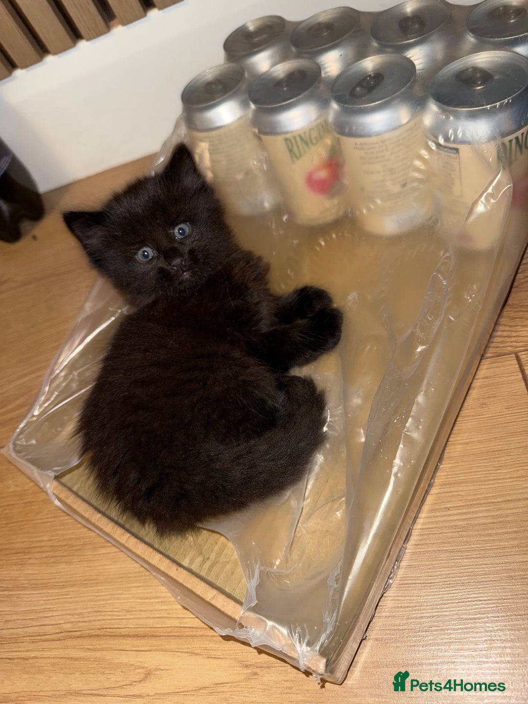 Siberian cats for sale: 6 beautiful Siberians kittens - Advert 2