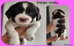 English Springer Spaniel dogs for sale: KC Registered ESS Pups *WELL MARKED* - Image 8