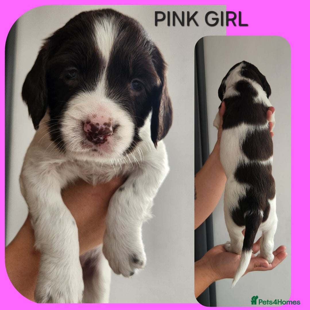 English Springer Spaniel dogs for sale: KC Registered ESS Pups *WELL MARKED* - Image 8