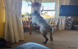 Lurcher dogs for sale: Litter of fabulous Lurchers - Image 9