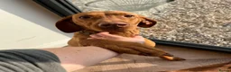 Hungarian Vizsla dogs for sale: Beautiful KC Registered Hungarian Vizsla puppies  in Blackburn - Advert 23