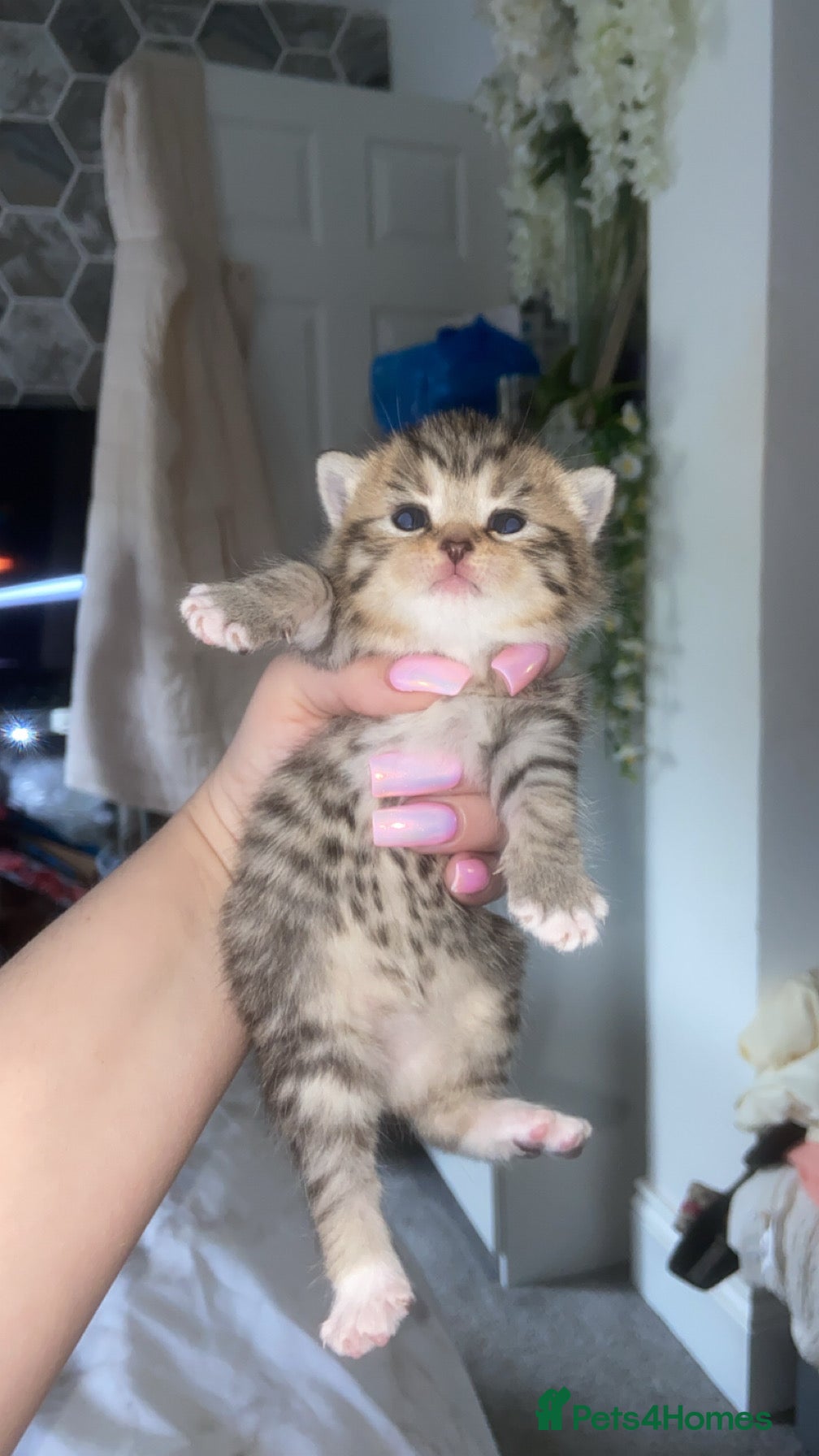 Mixed Breed cats 6 x Stunning Mixed Bengal/British Shorthair Cross  - Advert 14