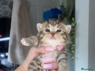 Mixed Breed cats 6 x Stunning Mixed Bengal/British Shorthair Cross - Advert 14