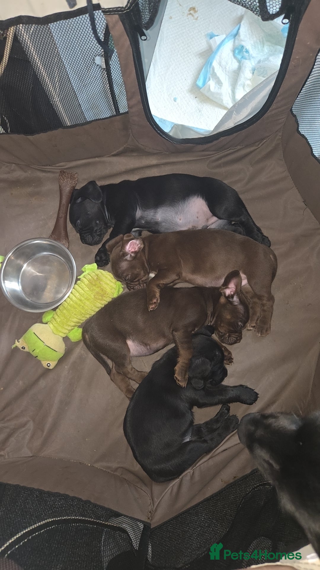 Mixed Breed dogs French bulldog x sprocker spaniel  - Advert 1