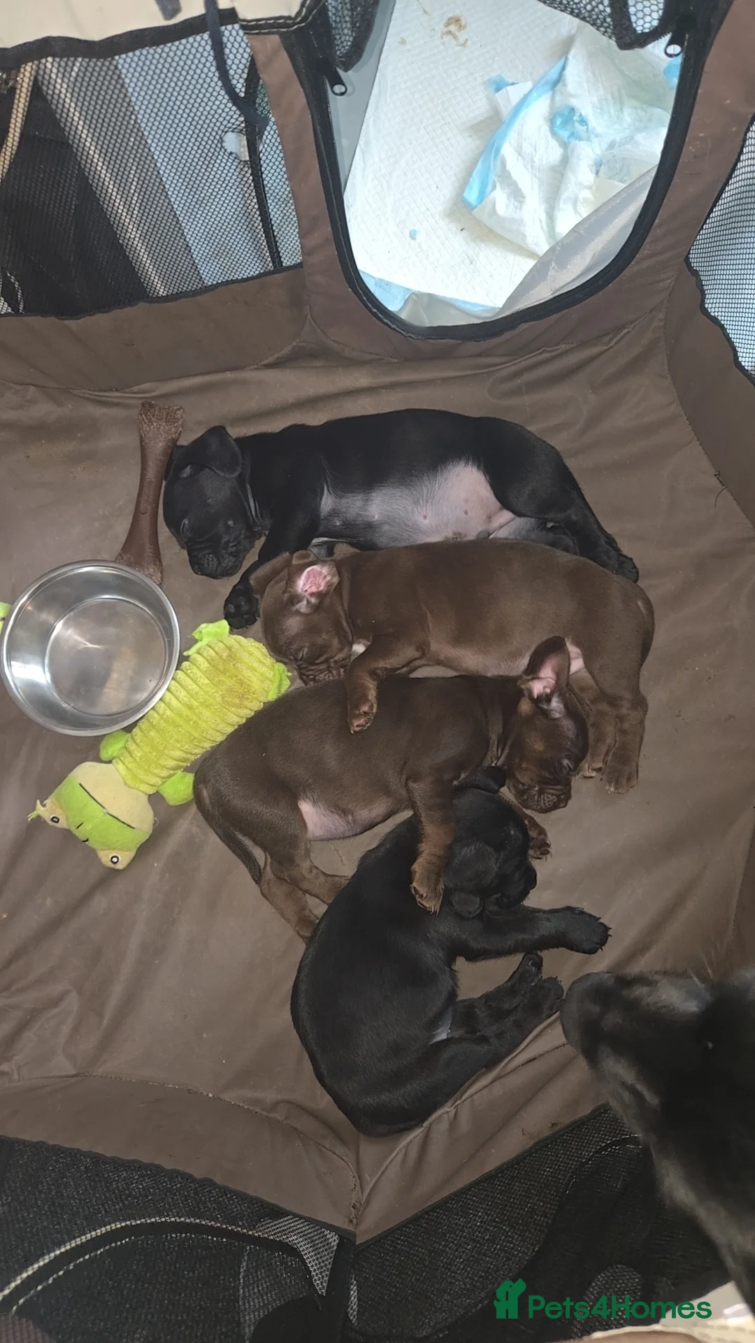 Mixed Breed dogs for sale: French bulldog x sprocker spaniel  - Advert 1