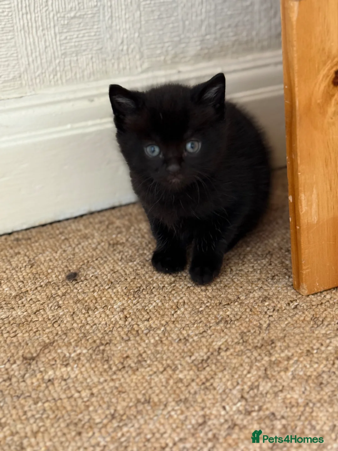 Mixed Breed cats for sale: Four Beautiful kittens - Advert 2
