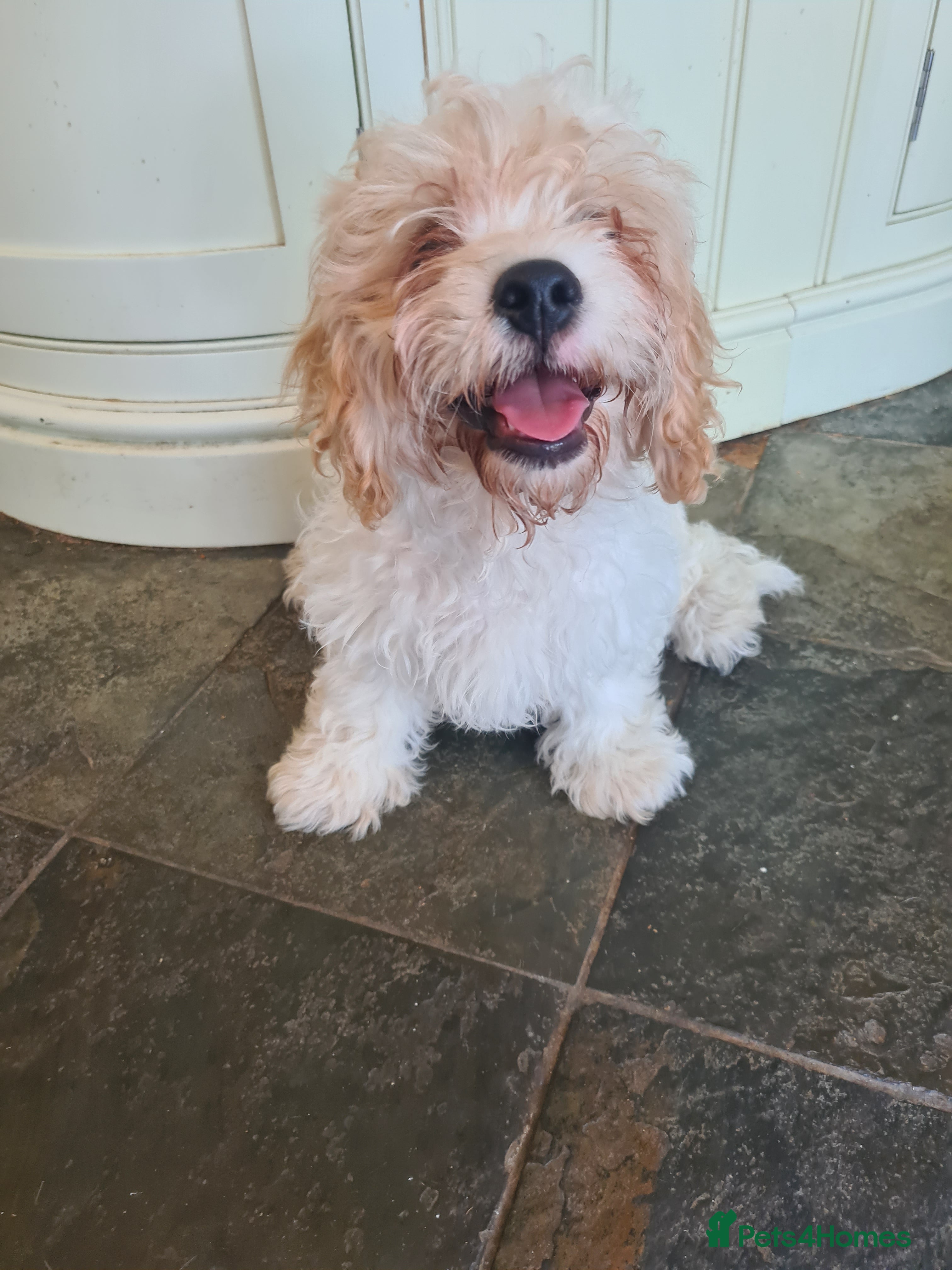 Cavapoo dogs Beautiful F1 Cavapoo Puppies Ready From 6th June  - Advert 2